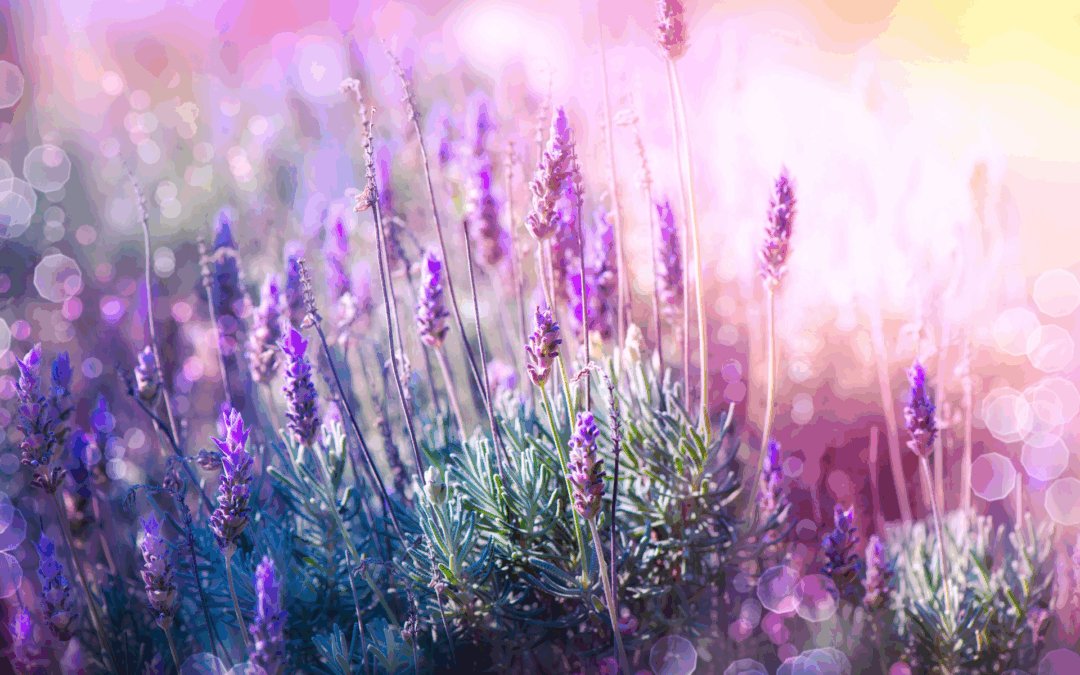 Lavendel – der sanfte Herbstschnitt
