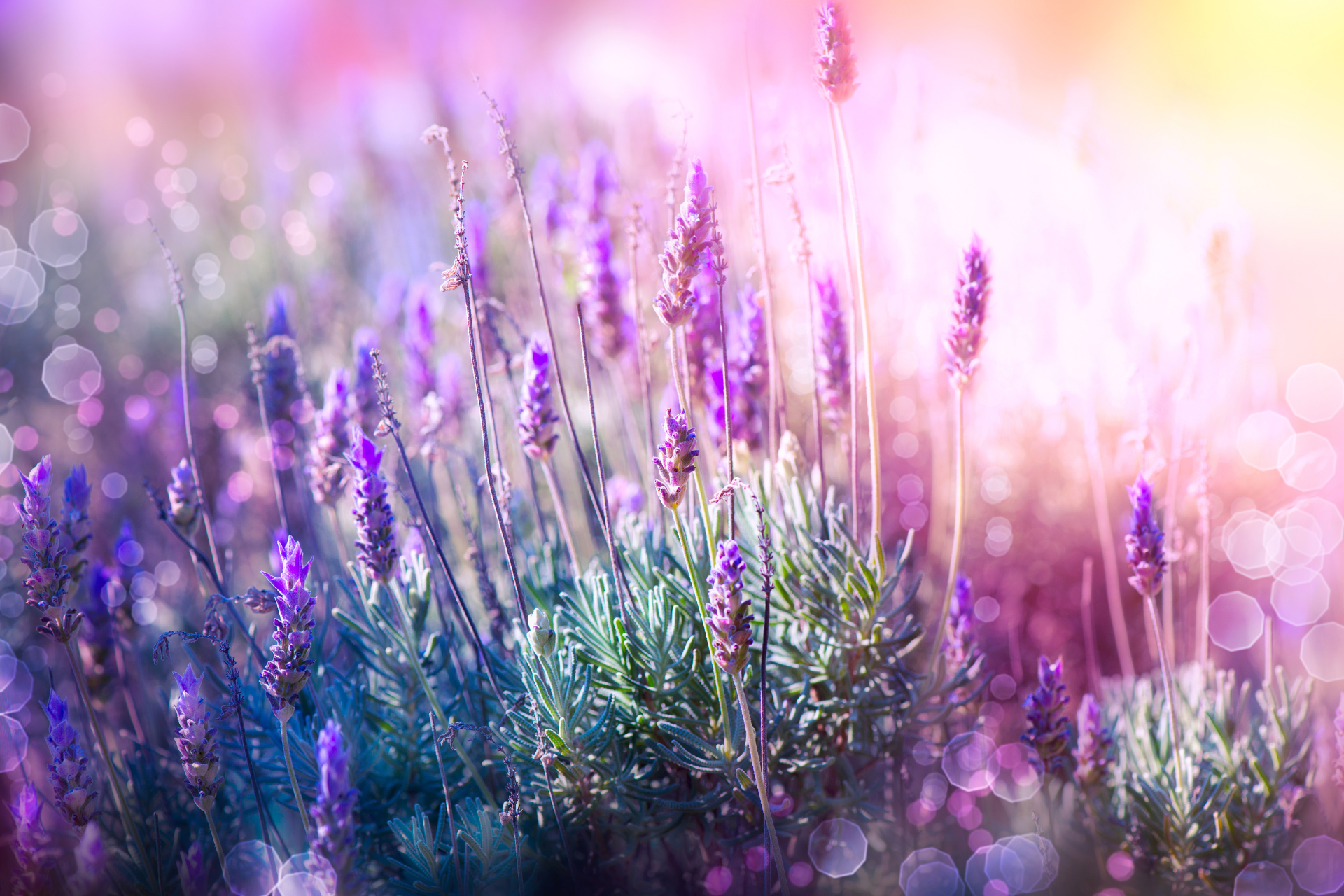 Lavendelschnitt im Herbst Lavendel richtig schneiden – der sanfte Herbstschnitt