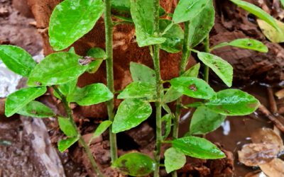 Baumpflege – Stamm- und Stockaustriebe entfernen