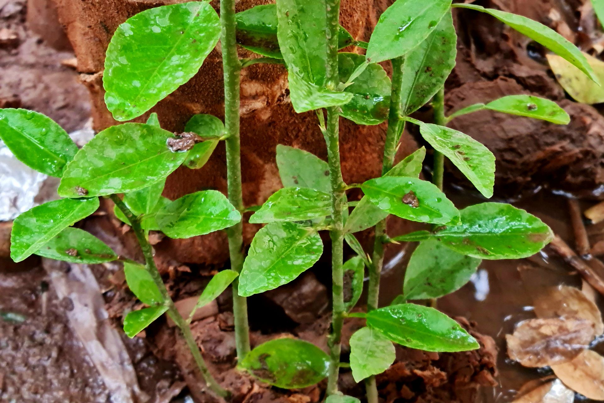 Baumpflege - Stamm- und Stockaustriebe entfernen – warum es wichtig ist und wann der richtige Zeitpunkt ist