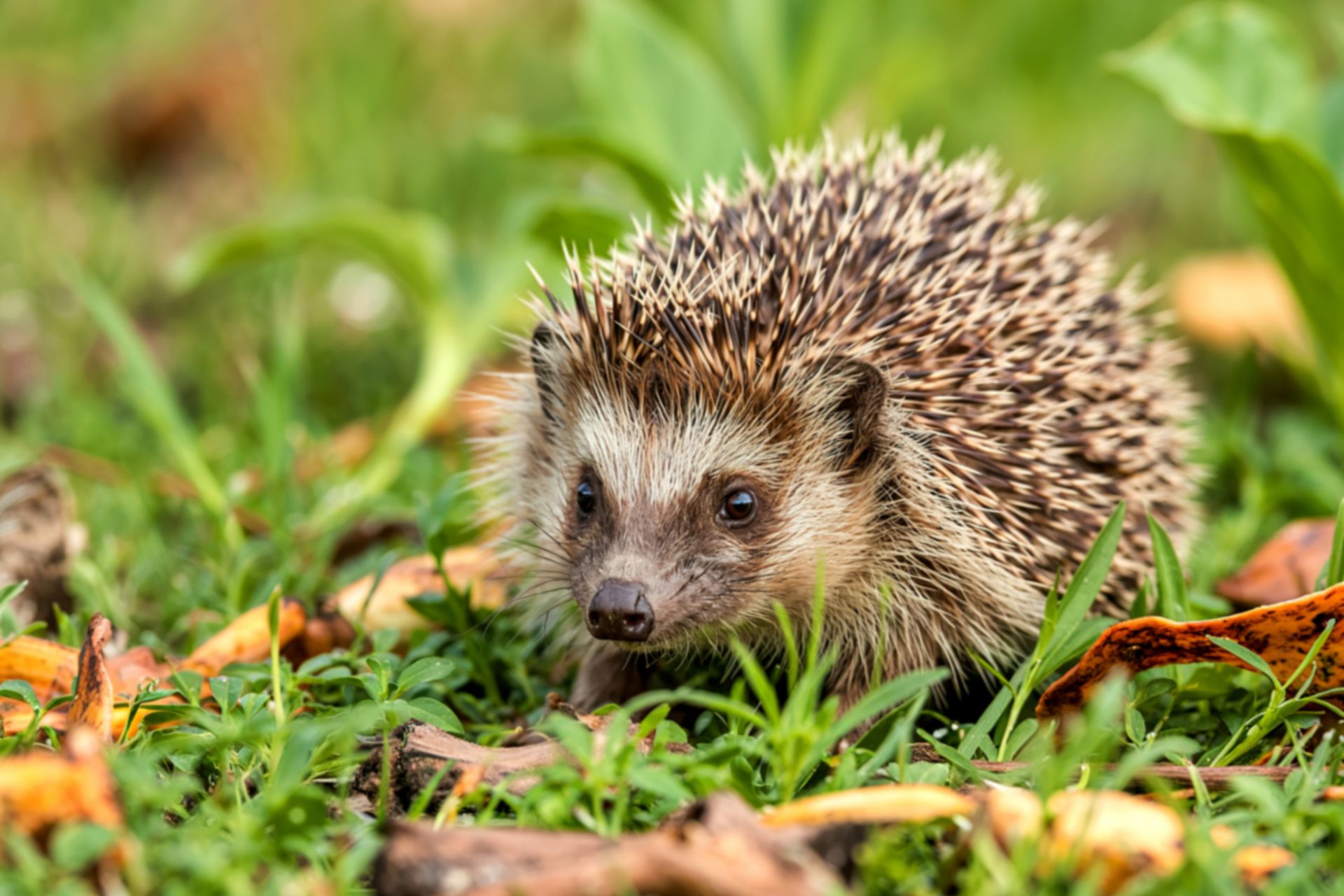 Gerade im Frühjahr sind viele Tiere im Garten unterwegs – allen voran Igel. Nach dem Winter sind sie auf Nahrungssuche und oft noch geschwächt. Gleichzeitig beginnt jetzt die Zeit, in der Rasenroboter wieder regelmäßig eingesetzt werden. Gerade im Frühjahr sind viele Tiere im Garten unterwegs – allen voran Igel. Nach dem Winter sind sie auf Nahrungssuche und oft noch geschwächt. Gleichzeitig beginnt jetzt die Zeit, in der Rasenroboter wieder regelmäßig eingesetzt werden.